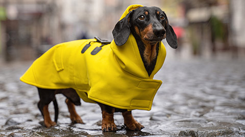 Daschund wearing a rain coat