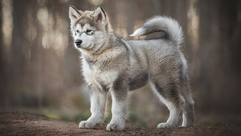 A husky pup