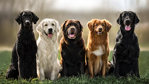 A variety of dog breeds