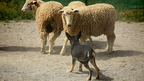 A cattle dog with sheep