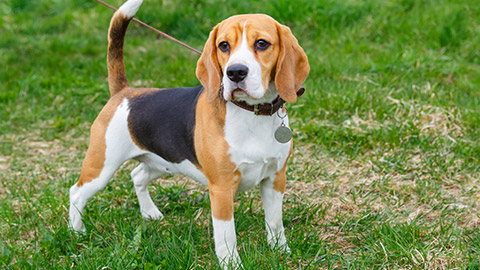 Beagle