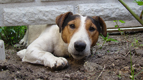 Jack Russell