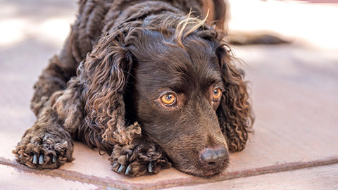 brown dog