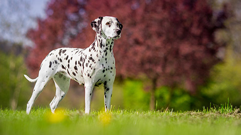 Dalmatian