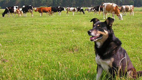 A cattle dog