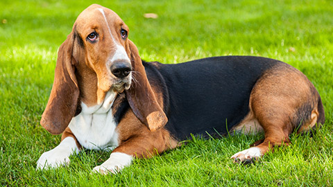 basset hound