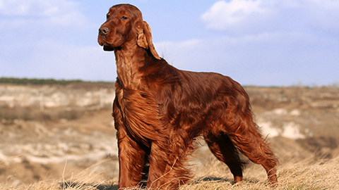 Long haired dog