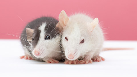 pet rats