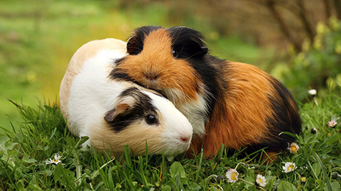 Guinea pigs