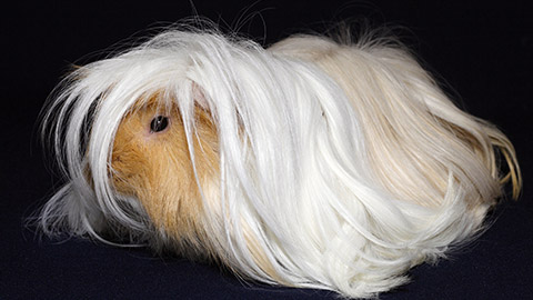 A long-haired guinea pig