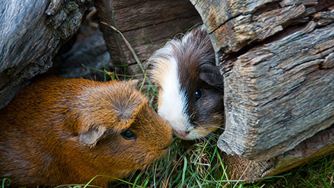 Guinea pigs