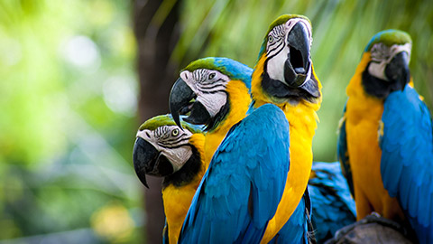 Colourful parrots