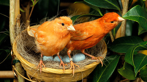 Two orange birds in a nest