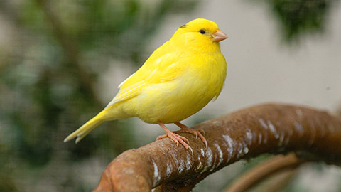 A bright yellow bird