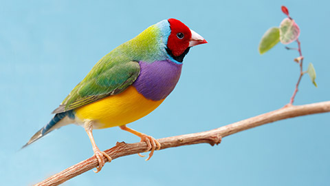 A colourful finch