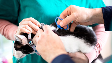 A vet putting a microchip in a cat