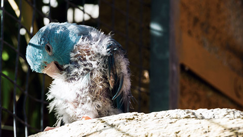 diseased blue small parrot, scratching from the itch and plucking its feathers, probably bird lice or mites