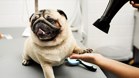 A pugs paw getting groomed