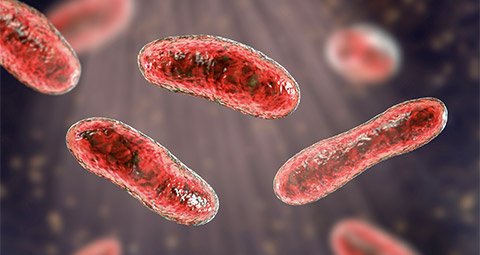 Bacteria Coxiella burnetii, 3D illustration. Gram-negative bacteria that cause Q fever, are transmitted to humans from sheep, goats and cattle