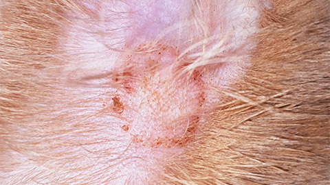 Close-up of a fungal lesion in a cat's ear. Typical circular lesion of ringworm. Microsporum canis diagnosis.