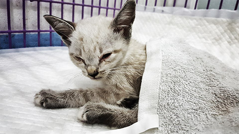 a sick cat sleeping on fabric in the cage.