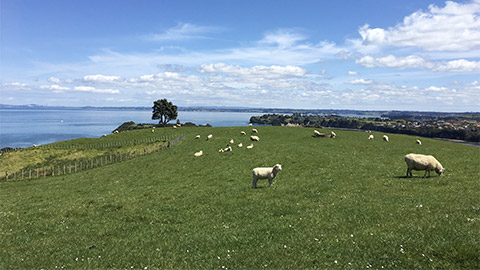 sheeps on the Shakespeare park, New Zealand