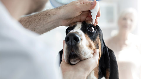 Closeup of doctor pouring eyedrops in dog's eye at veterinary clinic