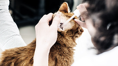 veterinarian dripping drops to the kitten ear in clinic. medicine, pet, health care and people concept