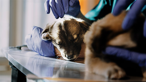 Male veterinarian in work uniform listening to the breath of a small dog with a phonendoscope in veterinary clinic