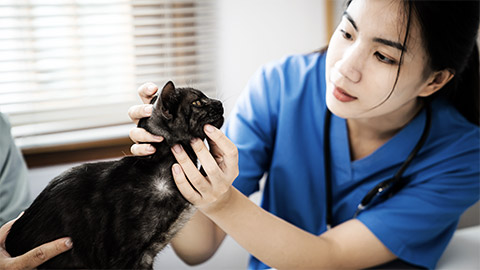 Professional vet doctor helps cat. owner cat holding pet on hands