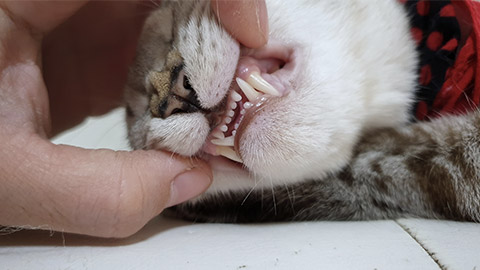 Close up sharp teeth surface when owner hand opening adult cat's mouth.