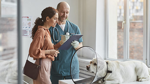 Portrait of young woman talking to veterinarian at vet clinic with pet dog wearing protective collar at examination table