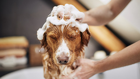 Dog taking bath at home. Bathing of Nova Scotia Duck Tolling Retriever.