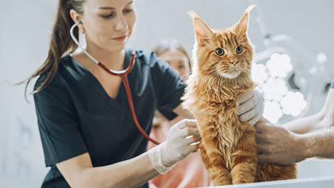 Veterinarian Using Stethoscope to Examining Breathing of a Pet Maine Coon Sitting on a Check Up Table