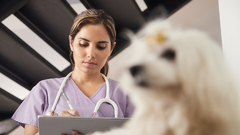 Medical practice with woman working as veterinary