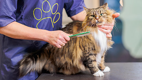 A groomer with a cat