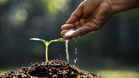 A hand watering a seedling