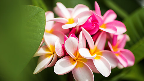 A close view of a bunch of frangipani flowers