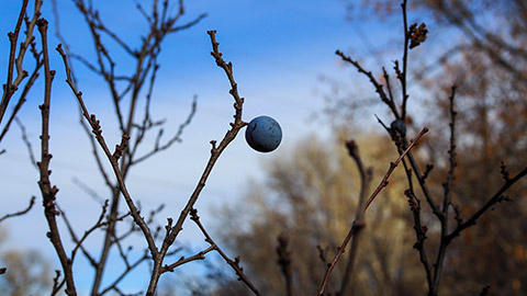 A bare branch with a berry on it