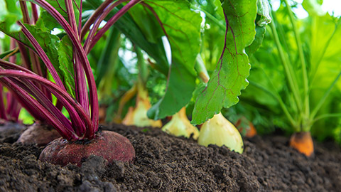 A close view of a vegetable growing in a garden