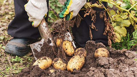 A person digging up potatoes