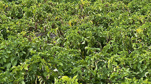 A field of potato plants