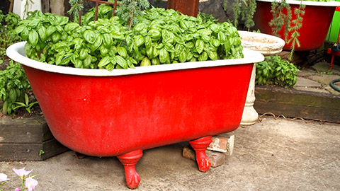 Plants in a bath tub