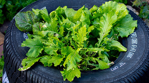 Tyre planter