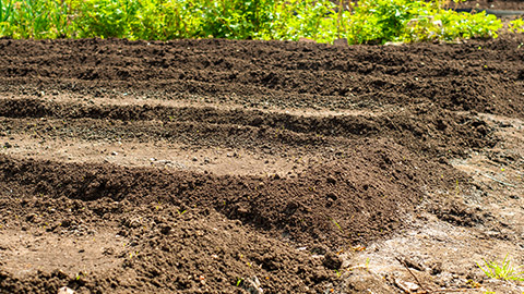 A patch of ground ready for planting