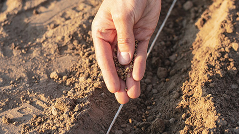 A person planting seeds