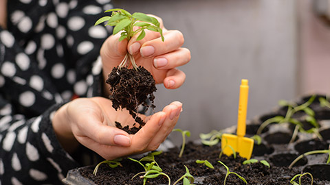 A person planting a seedling