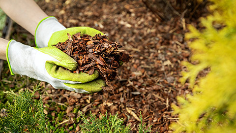 A person holding wood chips