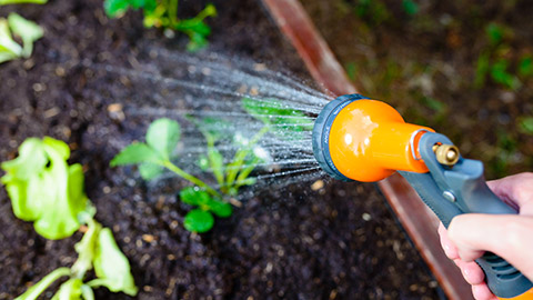 A person watering with a hose