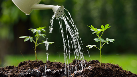 A watering can